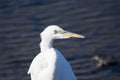 Wading bird with long S-curved neck and a daggerlike bill Royalty Free Stock Photo