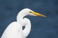 Wading bird with long S-curved neck and a daggerlike bill Royalty Free Stock Photo