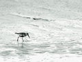 Wading bird at the sea