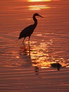 Wading bird at sunset