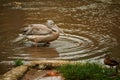 Wading bird with two chicks in foreground Royalty Free Stock Photo