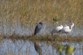 Wading birds