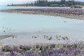 Wading birds and blossoming lupin flowers at Tekapo lake shore, New Zealand Royalty Free Stock Photo