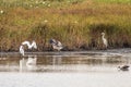 Blue Herons and Great White Egrets at Bombay Hook National Wildlife Refuge. (NWF)