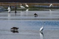 Wading birds at Bombay Hook National Wildlife Refuge, including Great White Egrets, Blue Herons and tricolored Herons