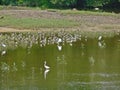 Wading birds feeding in Sungei Buloh wetland reserve, Singapore Royalty Free Stock Photo