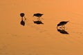 Wading Birds On Golden Sand