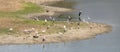 wading birds on lake shore at Kruger park, South Africa