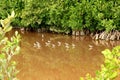 Wading birds in mangrove swamp
