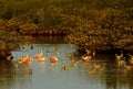 Wading birds at the Merritt Island National Wildlife Refuge