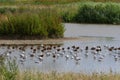 Wading birds resting in the shallows of marshland Royalty Free Stock Photo