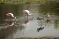 Wading birds, with roseate spoonbills at Orlando Wetlands Park Royalty Free Stock Photo