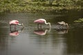 Wading birds, with roseate spoonbills at Orlando Wetlands Park Royalty Free Stock Photo