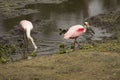 Wading birds, with roseate spoonbills at Orlando Wetlands Park Royalty Free Stock Photo