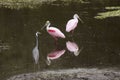 Wading birds, with roseate spoonbills at Orlando Wetlands Park Royalty Free Stock Photo