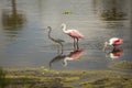 Wading birds, with roseate spoonbills at Orlando Wetlands Park Royalty Free Stock Photo