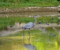 Wading blue heron