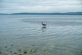 Wading Blue Heron 3