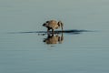 A wading Blue Herron fishing for food