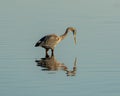 A wading Blue Herron fishing for food