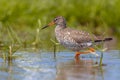 Wading Common Redshank