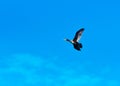 Wading duck flying on blue sky