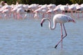 Wading Flamingo