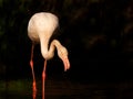 Wading Flamingo Royalty Free Stock Photo