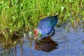 Wading Gray-headed Swamphen - Porphyrio poliocephalus - in Green Cay wetlands. Royalty Free Stock Photo