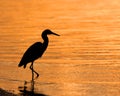 Wading Heron Royalty Free Stock Photo