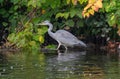 Wading Heron Royalty Free Stock Photo