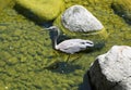 Wading heron Royalty Free Stock Photo