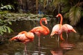 Wading pink Caribbean flamingo birds Phoenicopterus ruber Royalty Free Stock Photo