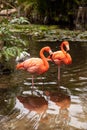 Wading pink Caribbean flamingo birds Phoenicopterus ruber Royalty Free Stock Photo