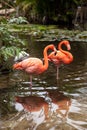 Wading pink Caribbean flamingo birds Phoenicopterus ruber Royalty Free Stock Photo