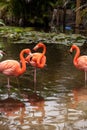 Wading pink Caribbean flamingo birds Phoenicopterus ruber Royalty Free Stock Photo