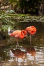 Wading pink Caribbean flamingo birds Phoenicopterus ruber