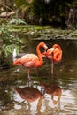 Wading pink Caribbean flamingo birds Phoenicopterus ruber Royalty Free Stock Photo