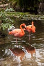 Wading pink Caribbean flamingo birds Phoenicopterus ruber