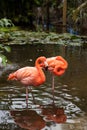 Wading pink Caribbean flamingo birds Phoenicopterus ruber Royalty Free Stock Photo