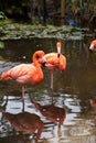 Wading pink Caribbean flamingo birds Phoenicopterus ruber