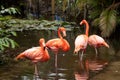 Wading pink Caribbean flamingo birds Phoenicopterus ruber Royalty Free Stock Photo