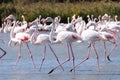 Wading Pink Flamingos