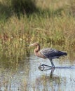 Wading Reddish Egret