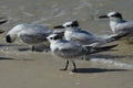 Wading Sandwich Terns on the Edge of the Water