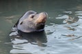 Wading sea lion Royalty Free Stock Photo