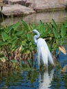 A Snowy Egret showing its breeding plumage