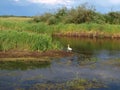 Stork on the river..