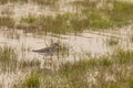 Lesser Yellowleg Wading through Reeds at Dusk