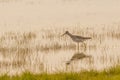 Lesser Yellowleg Walking through Water